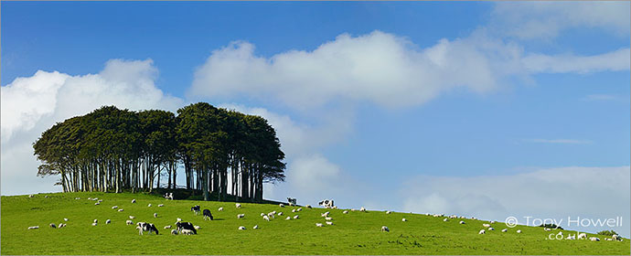 Coming home to Cornwall Beech Tree Copse