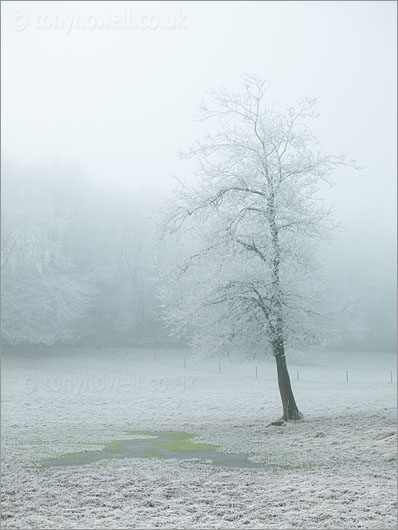 Tree, Hoar Frost, Fog