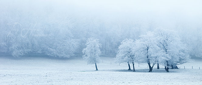 Trees, Frost