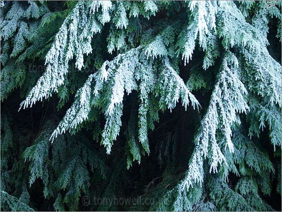 Pine Tree, Hoar Frost