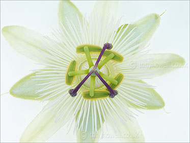 Passion Flower, on white