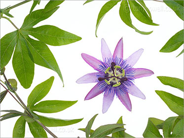 Passion Flower, purple
