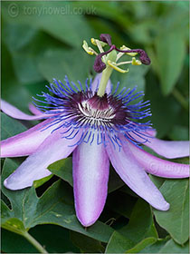 Passion Flower, side view