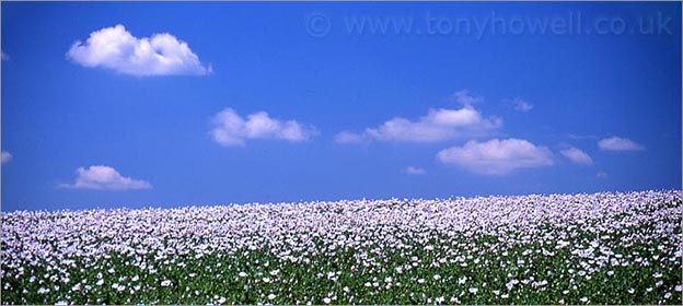 Poppy field, white