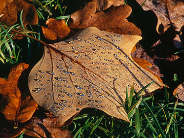 Westonbirt Arboretum - Tulip tree leaf, dew